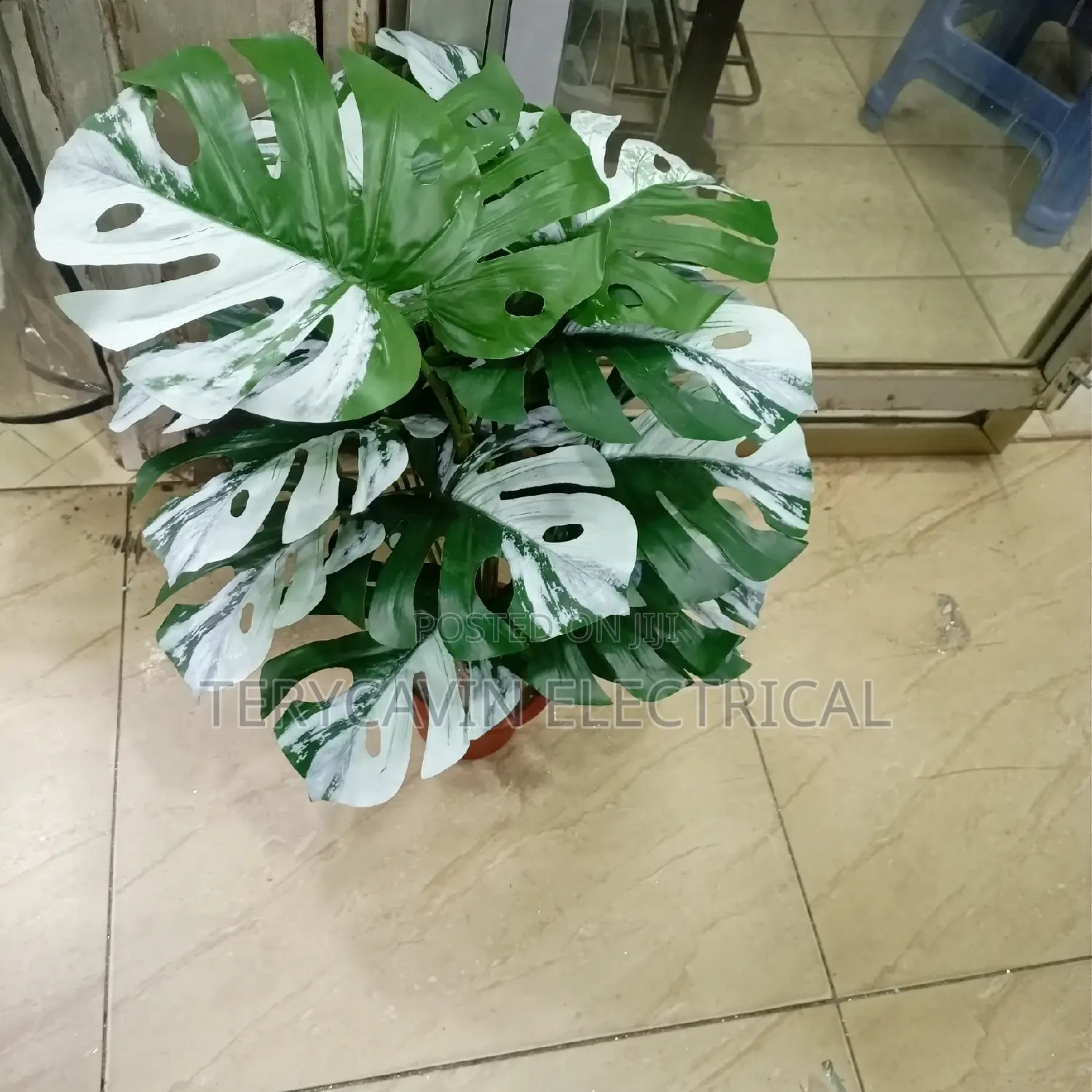 Available Flowers for Homes Decorations