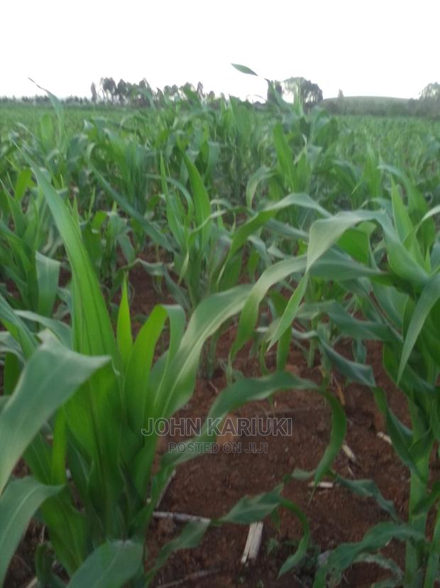 Sipili Laikipia 5 Acres On Sale - thumbnail 2