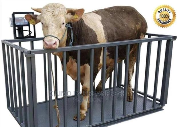 Livestock Weigh Scales. - thumbnail 4