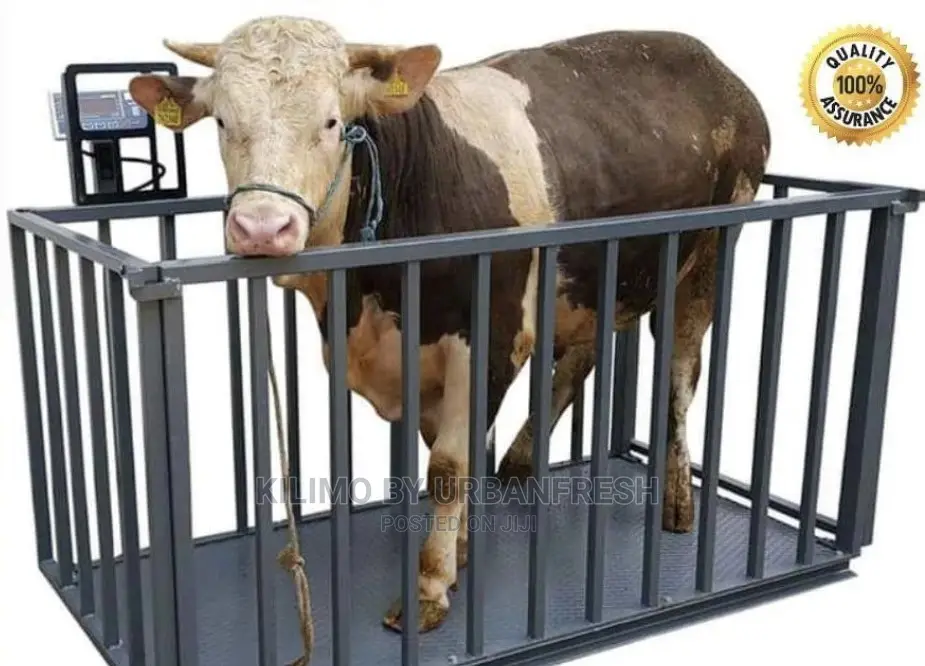 Livestock Weigh Scales.