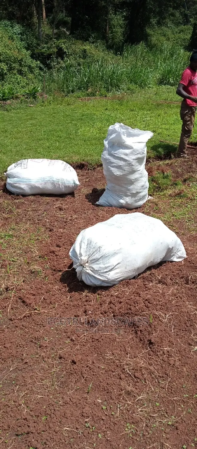 Pemba Grass, Arabic and Zimbabwe Grass in Thome Landscaping