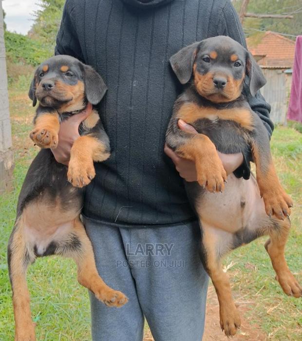 1-3 Month Female Purebred Rottweiler - main view