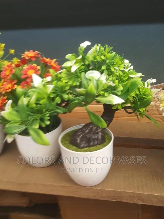 Bonsais Potted Plants