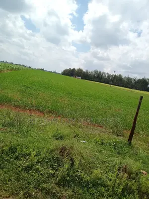 1/2 Acre Marura Less Than 500metres From Tarmac