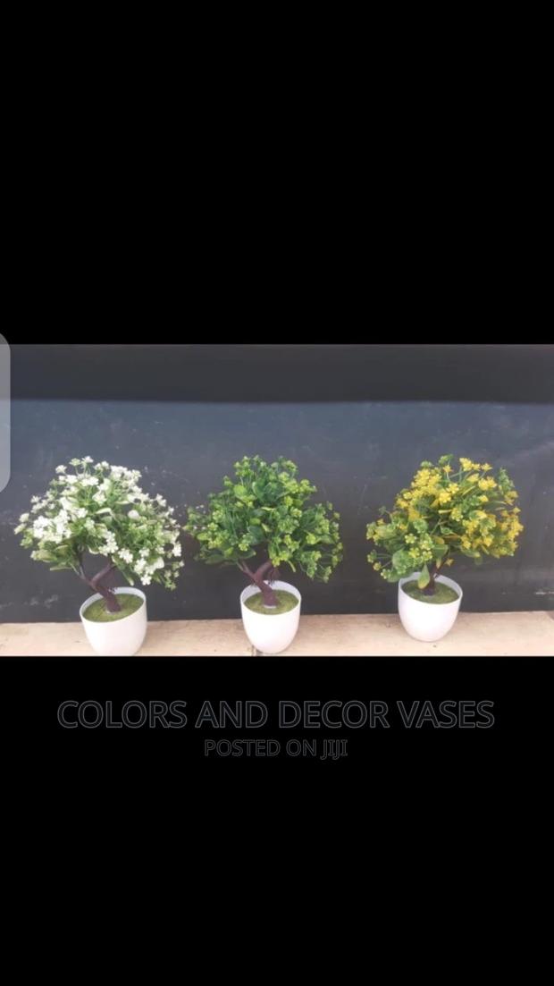 Bonsais Potted Plants - thumbnail 7