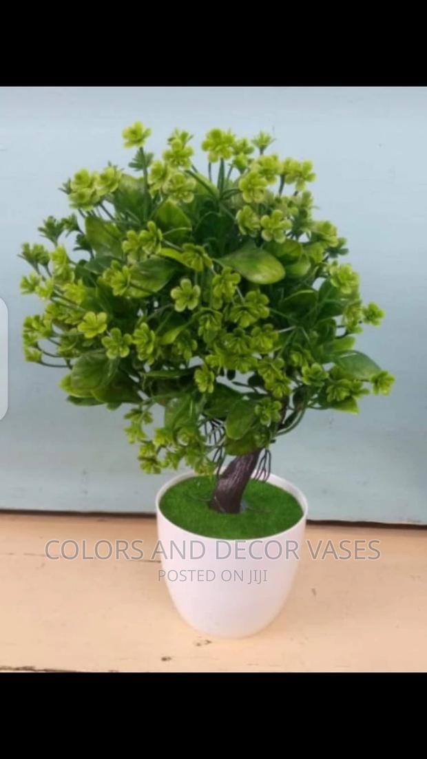 Bonsais Potted Plants - thumbnail 4