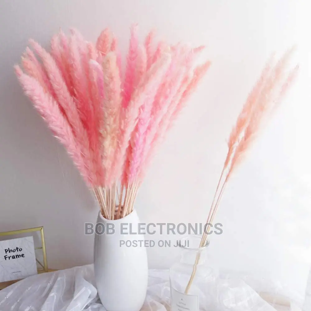 Small Pampas Grass