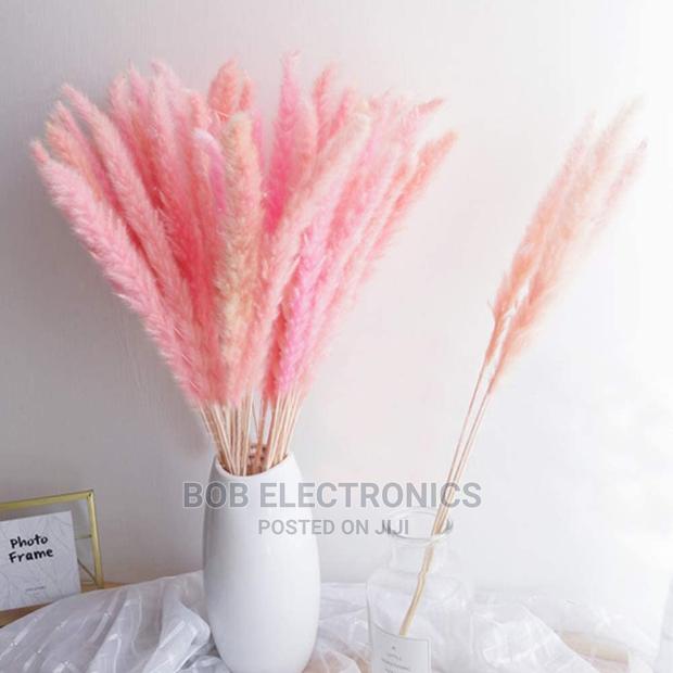 Small Pampas Grass