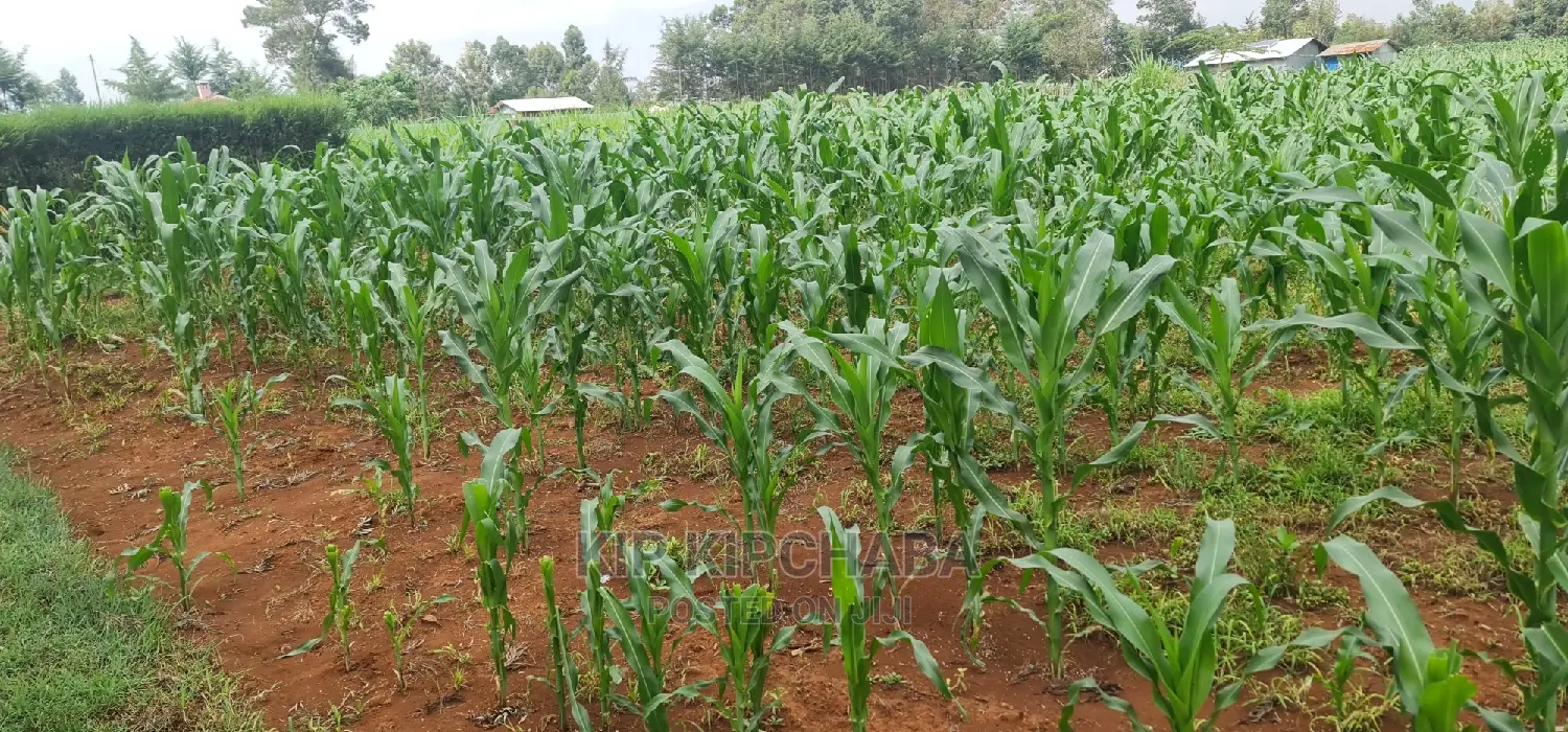 1⁄4 Plots for Sale Lemook Kapseret in Eldoret