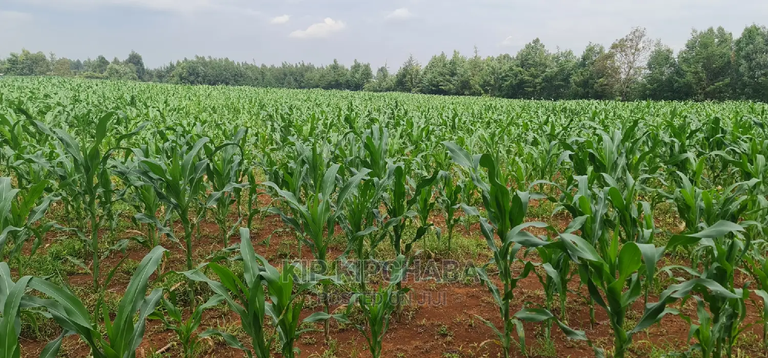 1⁄4 Plots for Sale Lemook Kapseret in Eldoret
