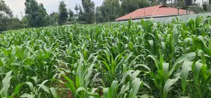 Plots for Sale in Mailli Nne Eldoret.