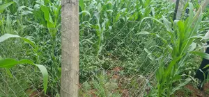 Plots for Sale in Mailli Nne Eldoret.