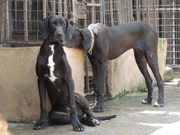 1+ Year Female Purebred Great Dane