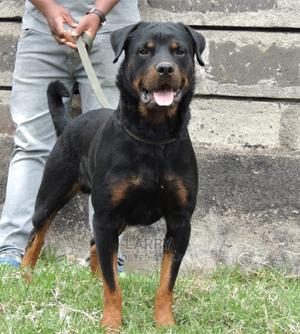 1+ Year Male Purebred Rottweiler - thumbnail 2