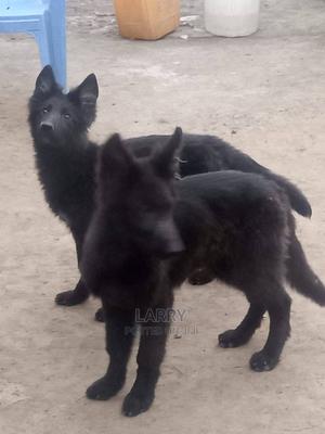 1-3 Month Female Purebred German Shepherd - thumbnail 2