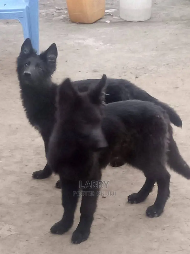 1-3 Month Female Purebred German Shepherd