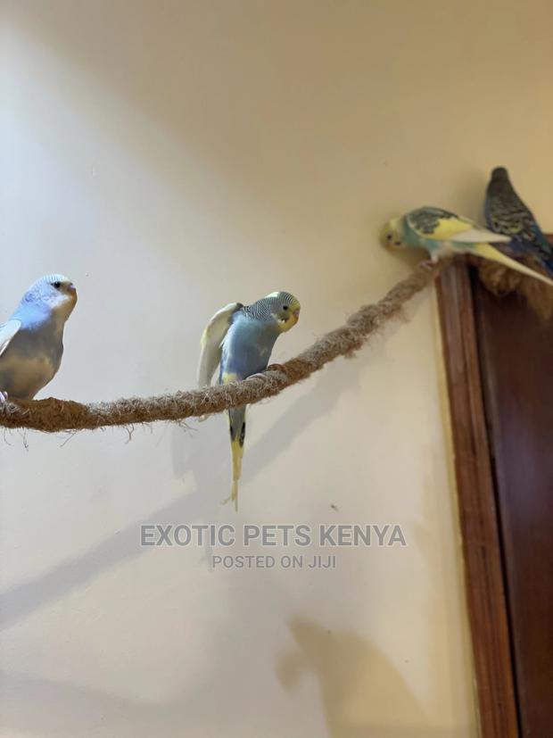 Colourful Budgie Pairs - thumbnail 4