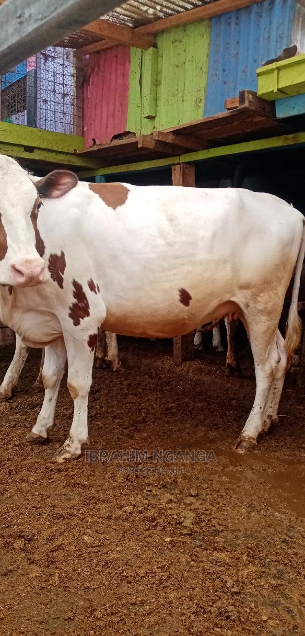 Ashyre for Sale - thumbnail 3