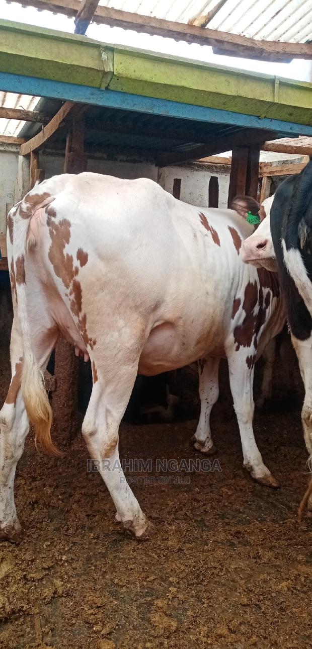 Ashyre for Sale - thumbnail 5