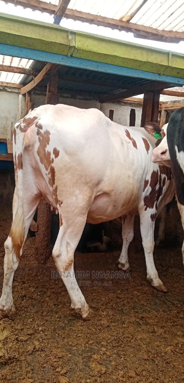 Ashyre for Sale - thumbnail 4