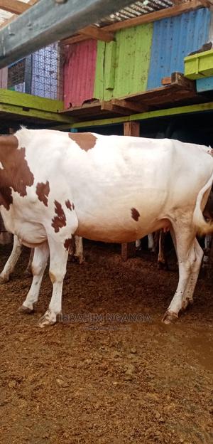 Ashyre for Sale - thumbnail 2