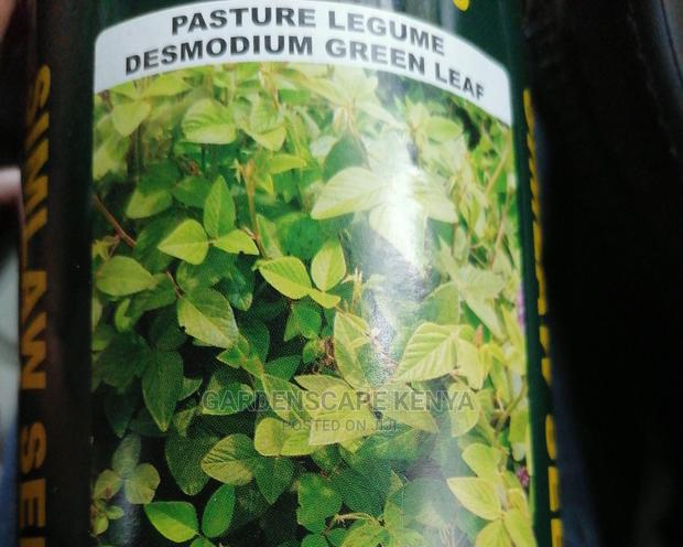 Desmodium Green Leaf-Pasture Seeds. - main view