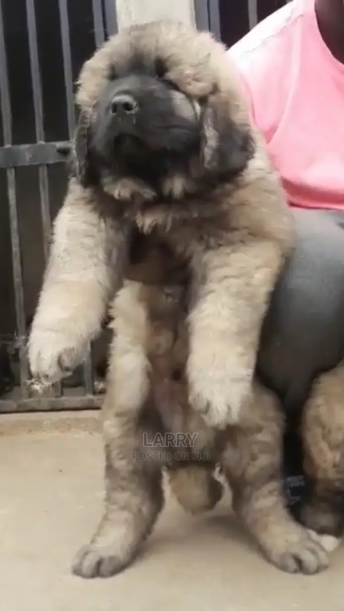 1-3 Month Female Purebred Dog