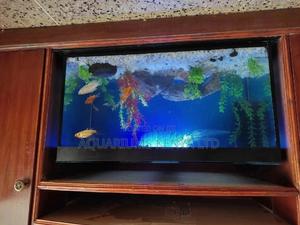 Fish Aquarium,Quality And Classy Aquariums - thumbnail 2