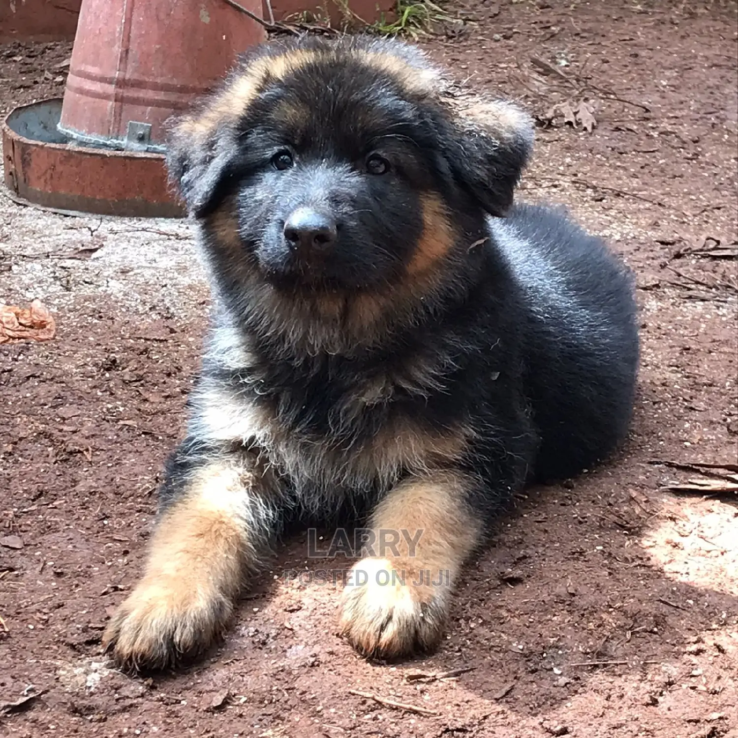 1-3 Month Male Purebred German Shepherd