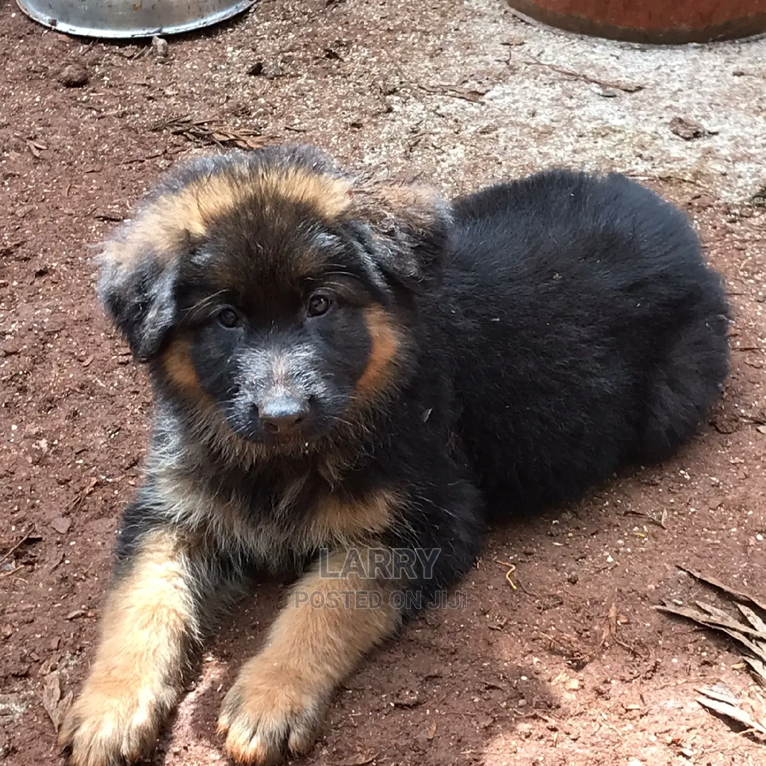 1-3 Month Male Purebred German Shepherd