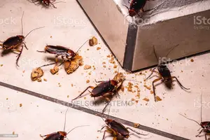 Fumigation Cleaning Services (Cockroaches,Bedbugs,Rats,