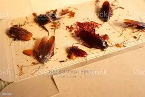 Cockroach Fumigation In Nairobi, Bedbugs Fumigation Near Me