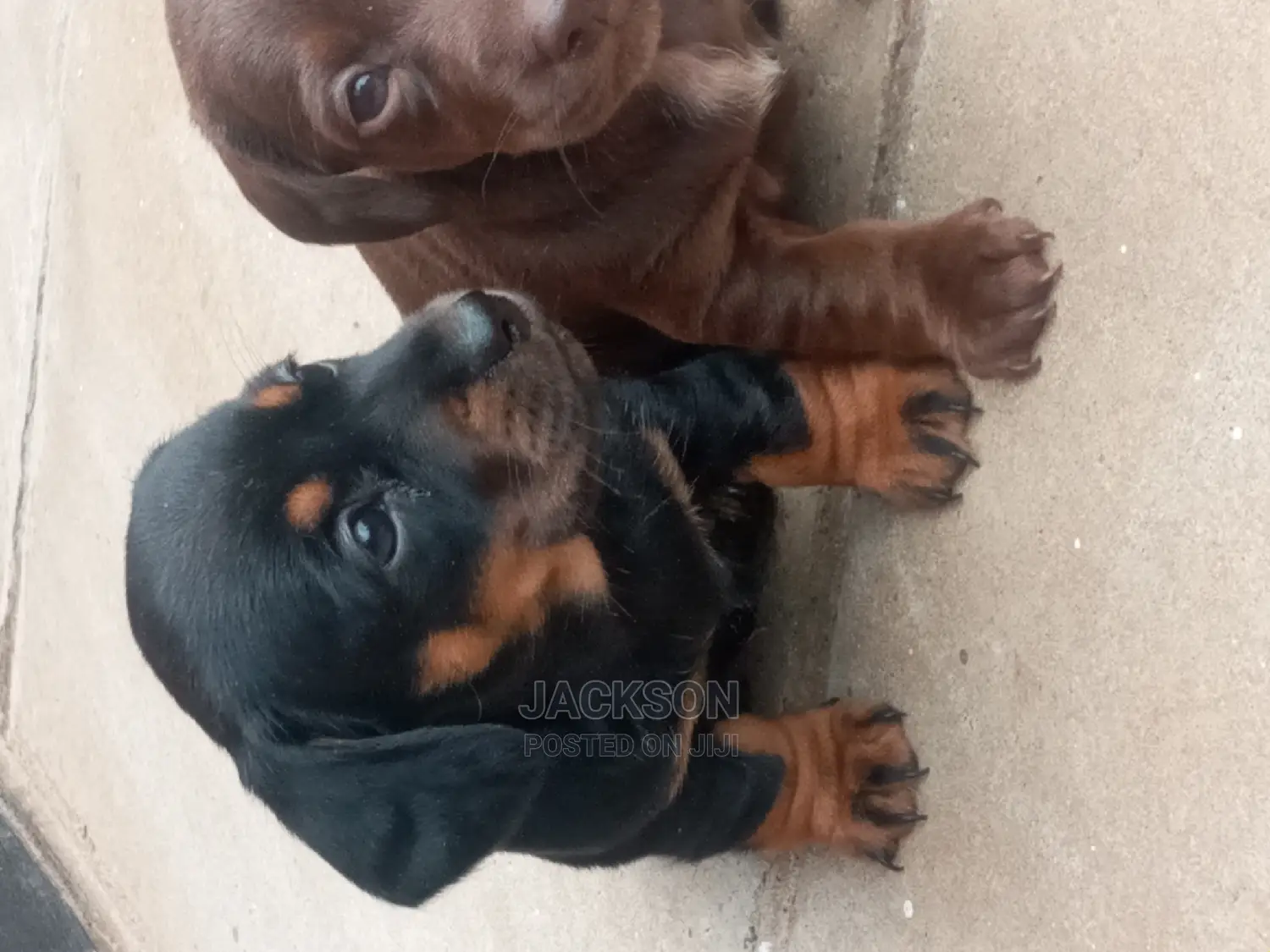 1-3 Month Female Purebred Dachshund