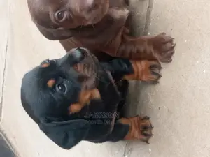 1-3 Month Female Purebred Dachshund