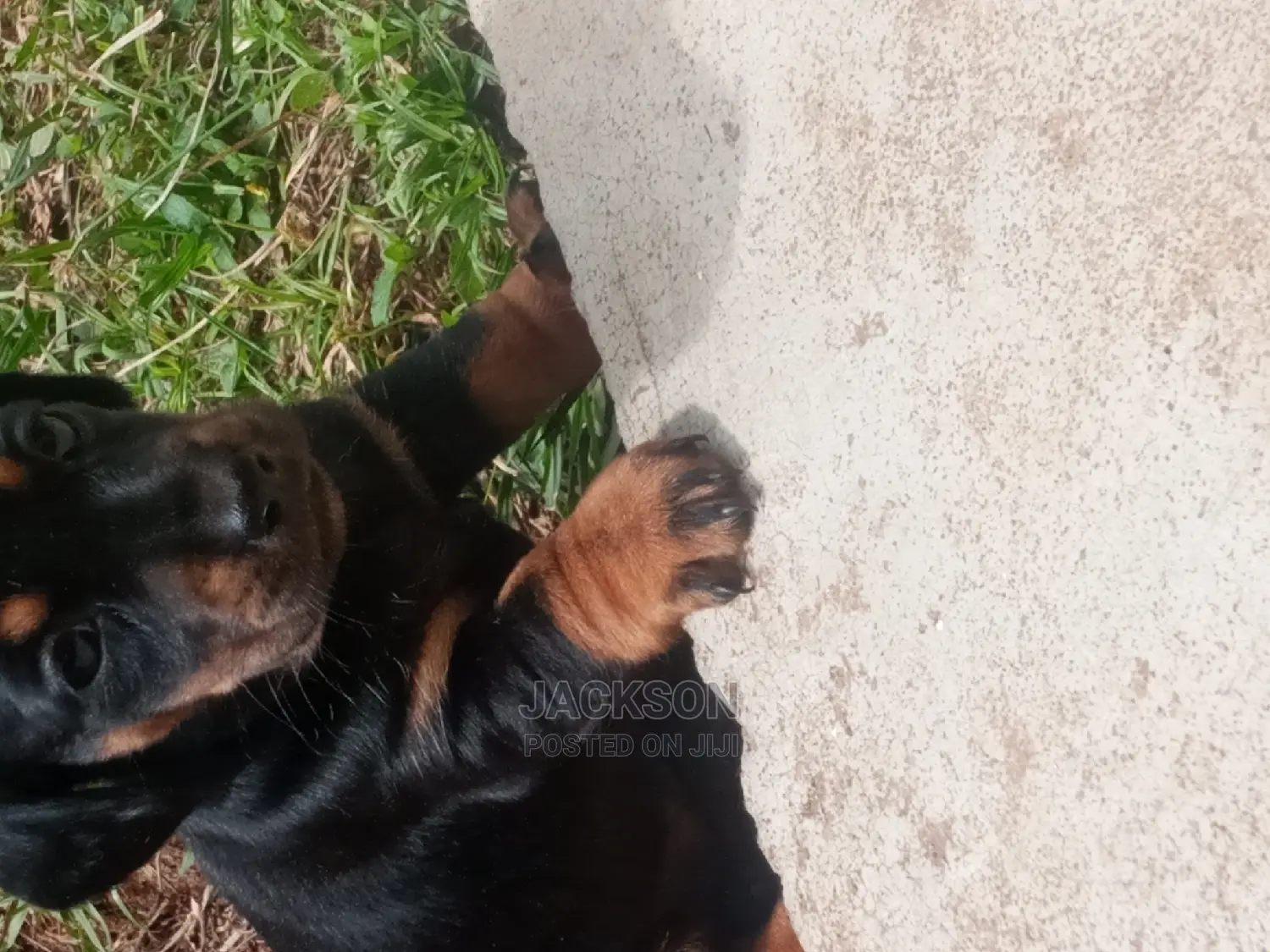 1-3 Month Female Purebred Dachshund