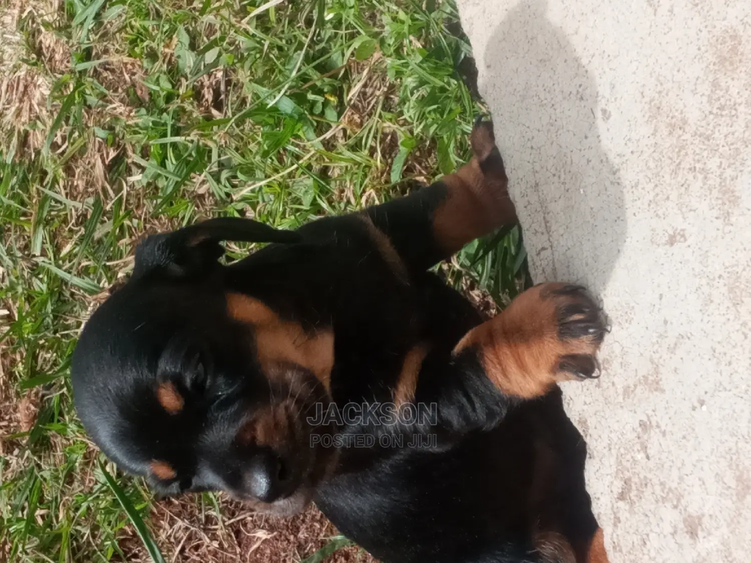 1-3 Month Female Purebred Dachshund