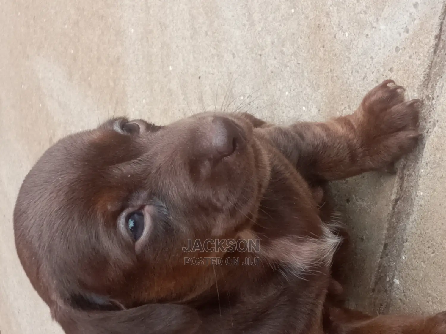1-3 Month Female Purebred Dachshund