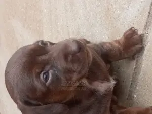 1-3 Month Female Purebred Dachshund