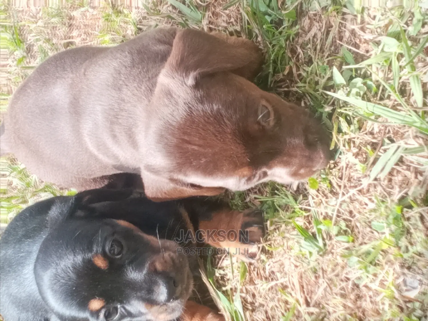1-3 Month Female Purebred Dachshund