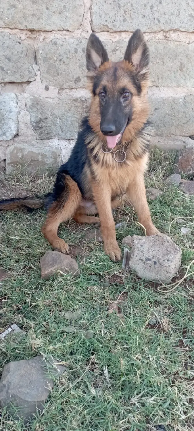1-3 Month Male Purebred German Shepherd