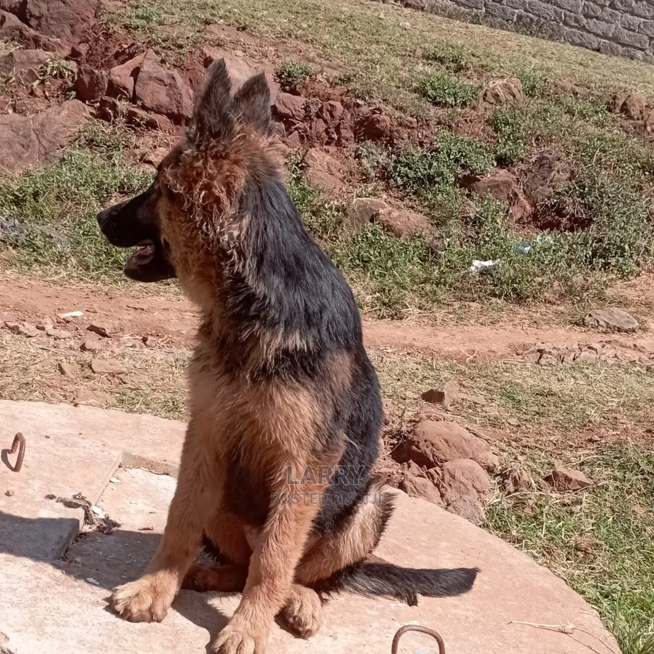 1-3 Month Male Purebred German Shepherd
