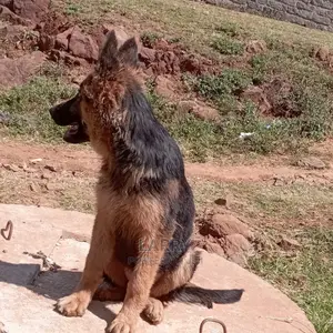 1-3 Month Male Purebred German Shepherd