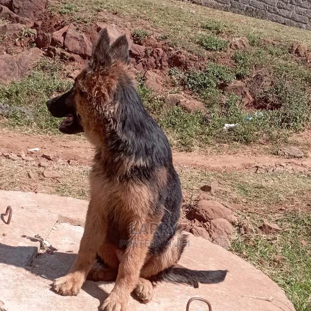 1-3 Month Male Purebred German Shepherd - thumbnail 3