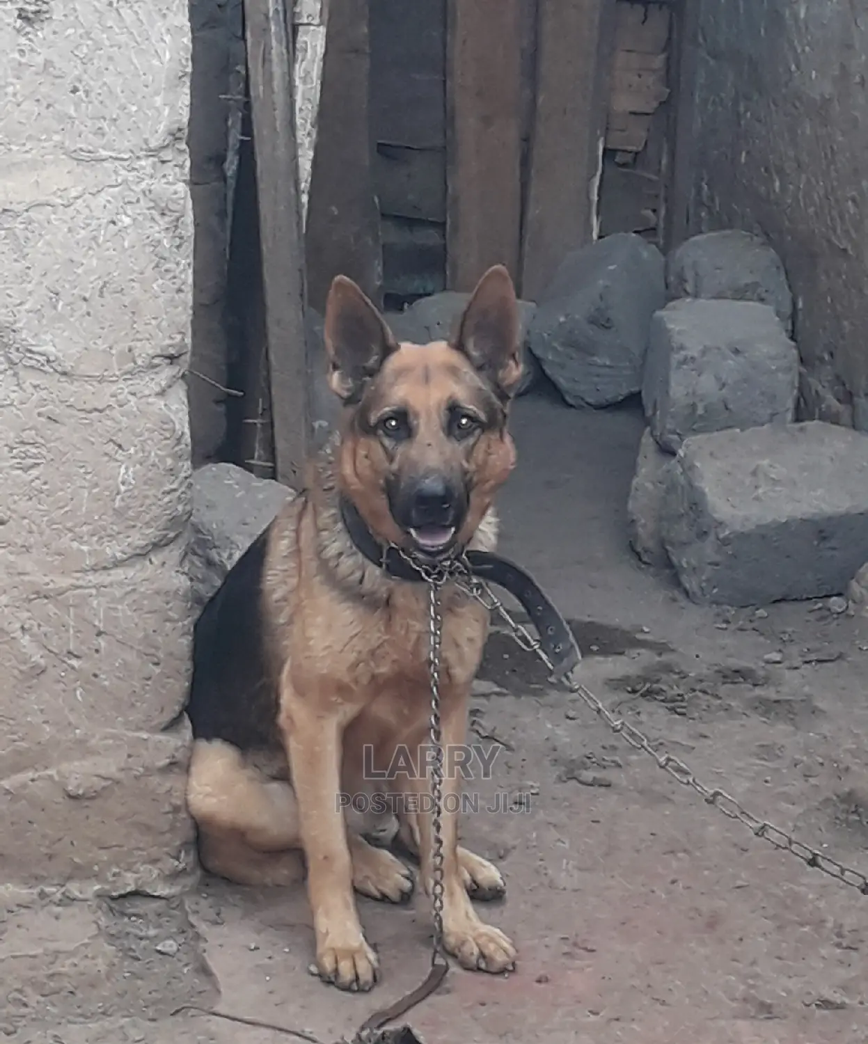 1+ Year Male Purebred German Shepherd