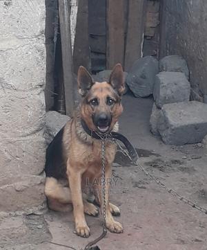 1+ Year Male Purebred German Shepherd - thumbnail 2