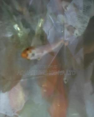 Short Fin Koi Carps - thumbnail 2