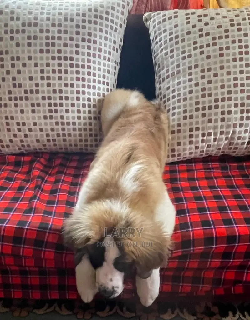 3-6 Month Female Purebred Saint Bernard