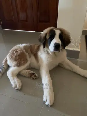 3-6 Month Female Purebred Saint Bernard