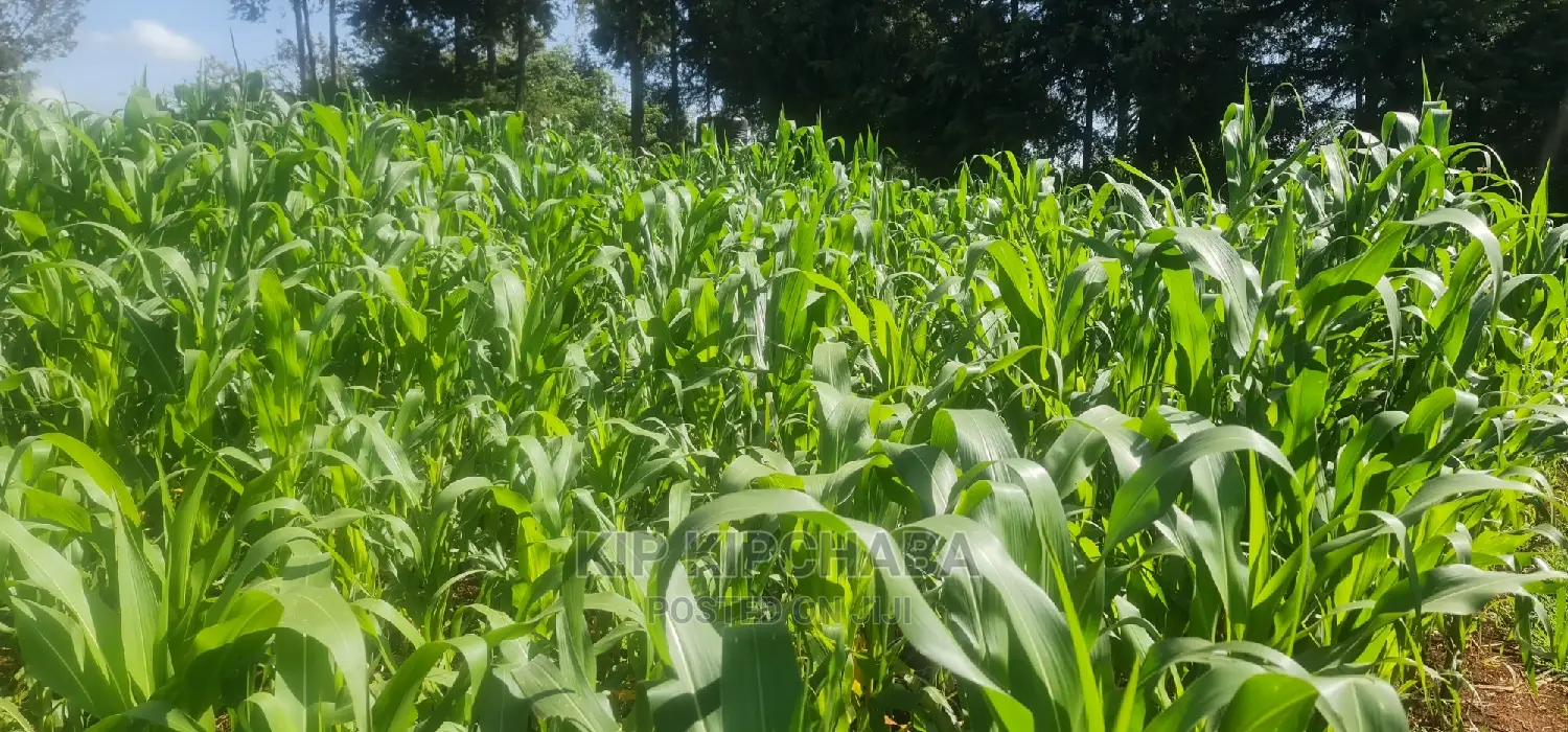 Quick Sale 1⁄4 Plot For Sale In Kimumu Eldoret