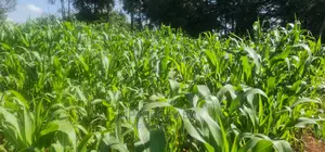 Quick Sale 1⁄4 Plot For Sale In Kimumu Eldoret